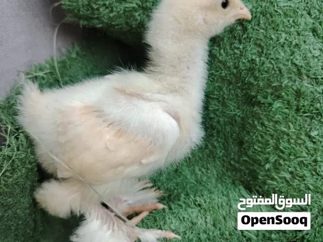 صيصان براهما بف جامبو
