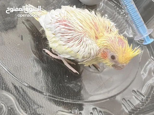 كوكتيل لاتينو عين حمرا للبيعب150