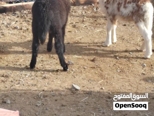 كباشه للبيع رضعان سمان
