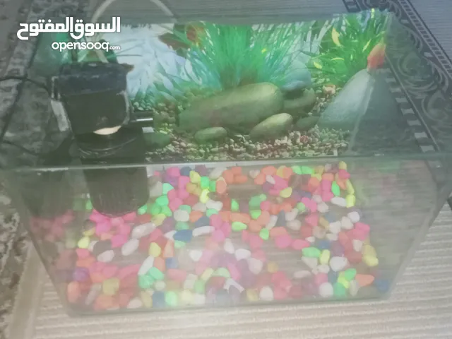 حوض اسماك صغير مع المستلزمات الموجوده في الصوره والسعر 30 وبي مجال