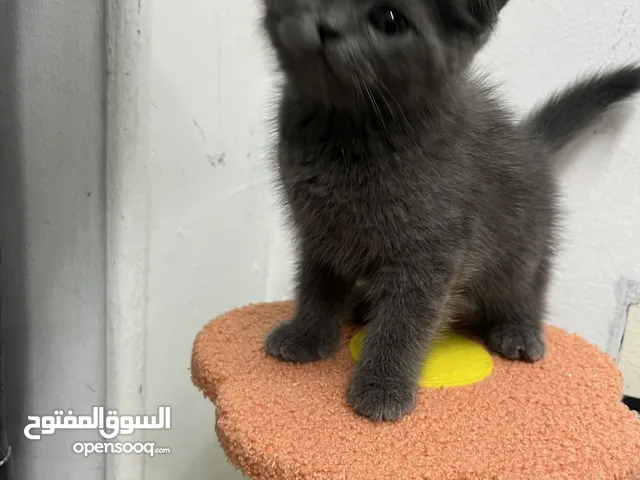 بريتش عرض الأسبوع هاد العرض حريييقة عرض الأسبوع