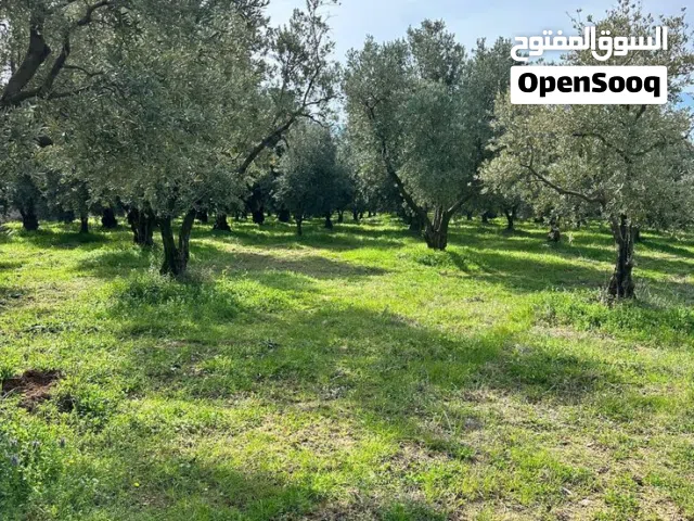 Residential Land for Sale in Amman Shafa Badran