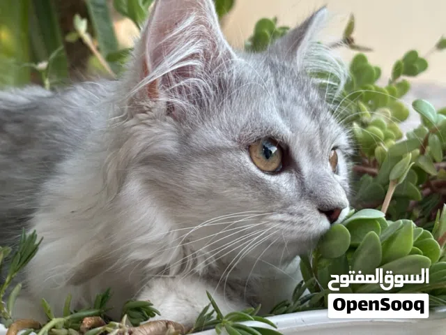 قطة شيرازيه