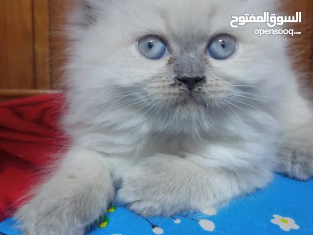 قطة هملايا العمر 11شهر طالبة تزاوج مع كتاب اللقاح   