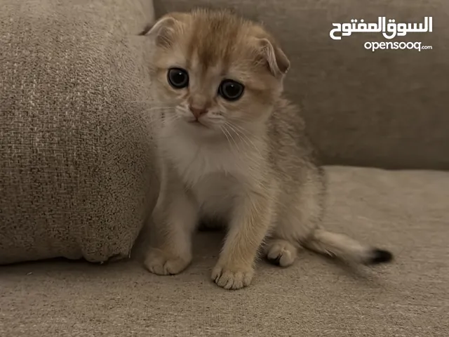 قطه انثى سكوتش فولد