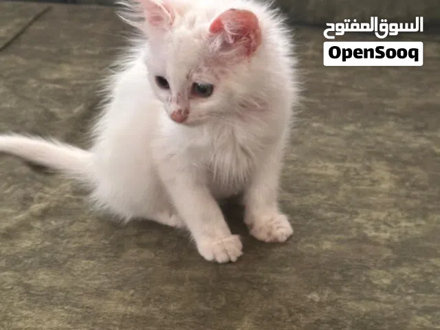 قطة للتبني