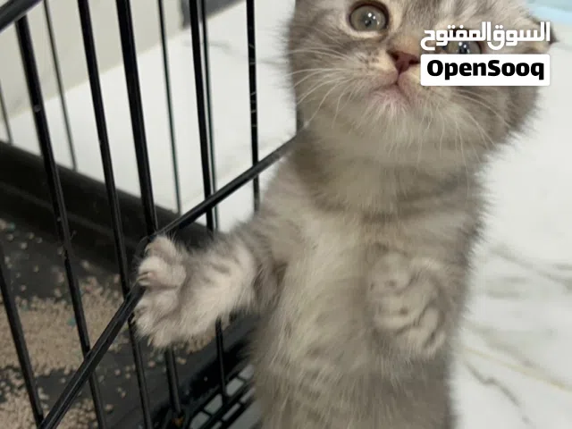 سكوتش فولد لون دخاني لاعوب جدا عمره شهرين بالضبط باقي تفاصيل