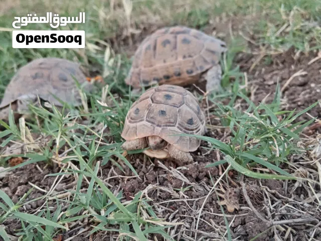 ثلاثة سلاحف...  اثنتان بعمر ثلاثة سنين والصغيرة بعمر شهرين