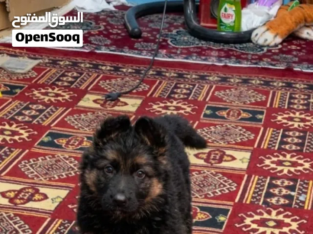 جراوي جيرمن شيبرد اكسترا لونج هير