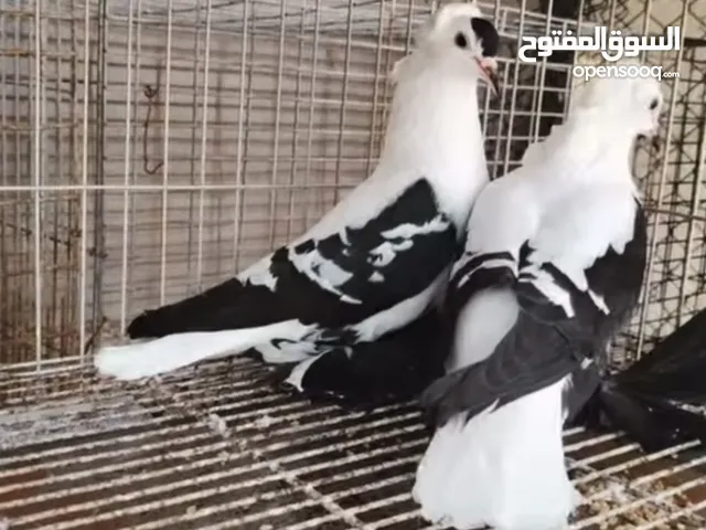 متاح حمام نورس
