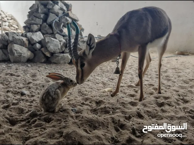غزال ديماني