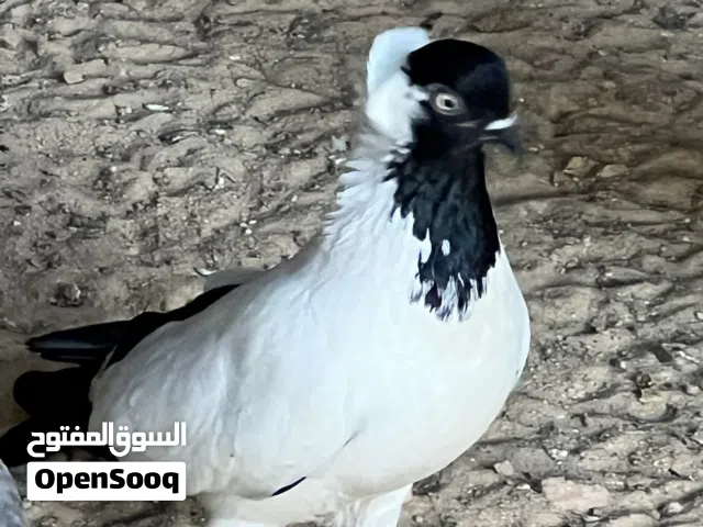 متاح انتى بوزيان