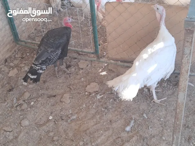 دجاج براهمي و ديوك بلدي و فازان و ديك رومي و انثى وز الكمية كاملة للبيع