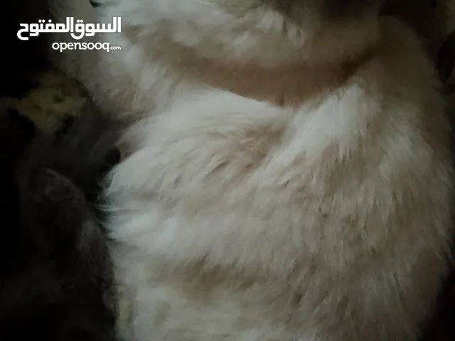 قطه هملايا سيامي للبيع بسعر رمزي العمر 10 شهور