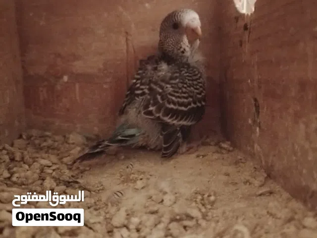 جوز بقلينو تبرك الرحمن تاني أحضان عندي تحته فرخ