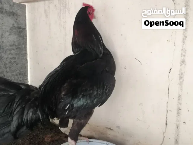 ديگ بكستاني