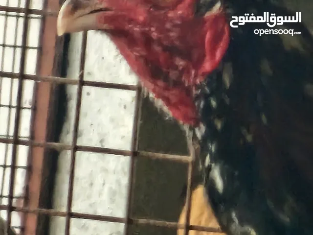 دياكه للبيع