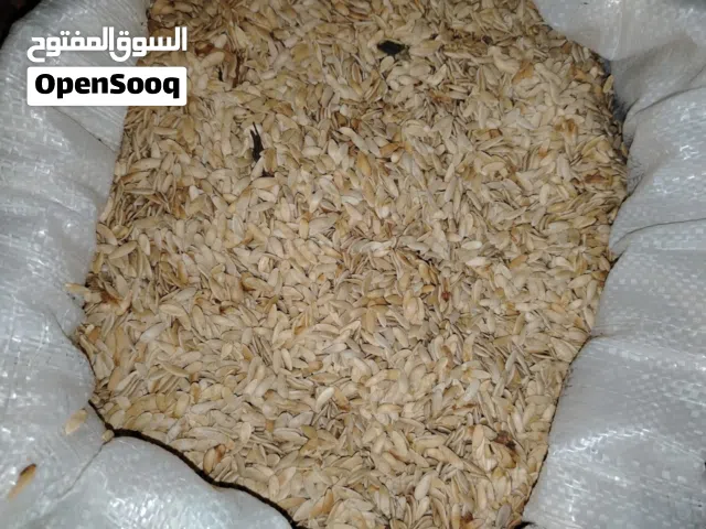 زريعه فقوس ساحوري للبيع
