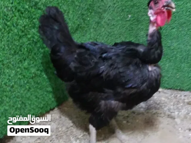 متاح دجاجه سوده طلك سيافي وديج أبيض سيافي مرتب