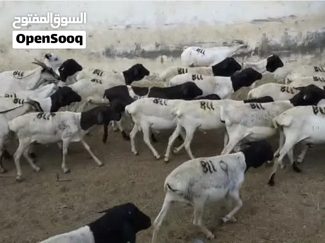 مطلوب اغنام صوماليه للبيع بسعر مناسب