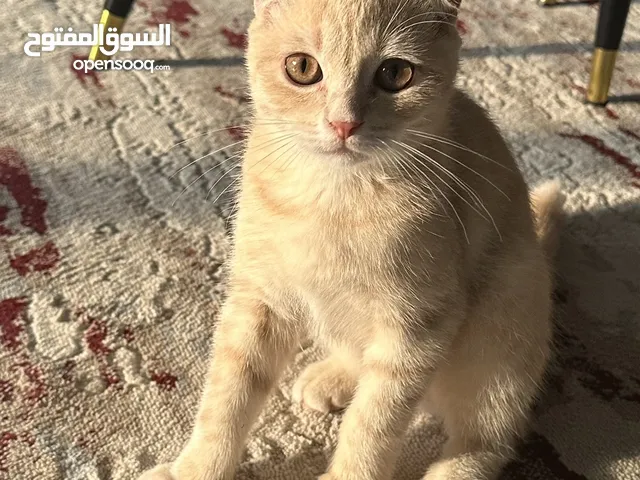 النوع : مكس سكوتش وبريتش الجنس : ذكر  العمر :7 شهور - Mix scottish fold and Brutish - male Age : 7 m