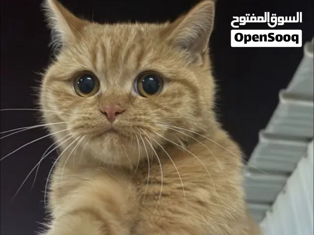 مطلوب قطو ذكر (( برتقالي )) للتزاوج