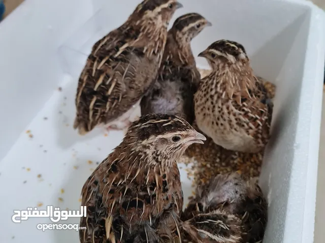 سمان بلدي