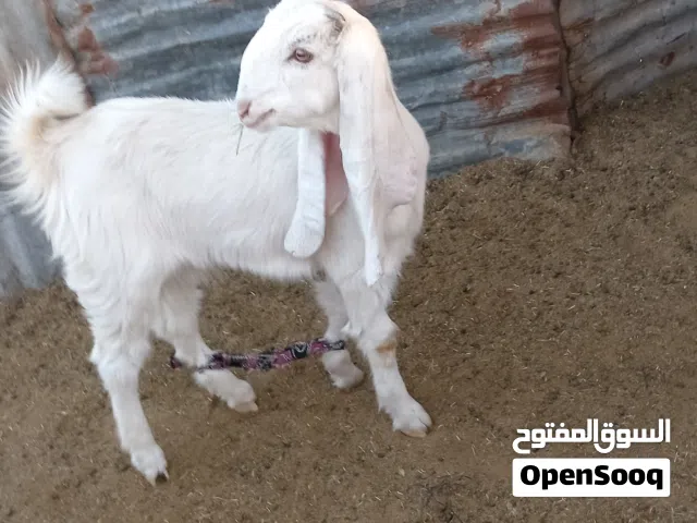 عناق هجين درجة للبيع عمرها في4شهور