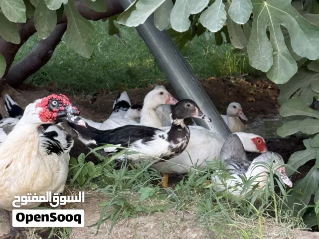 بط مصري للبيع
