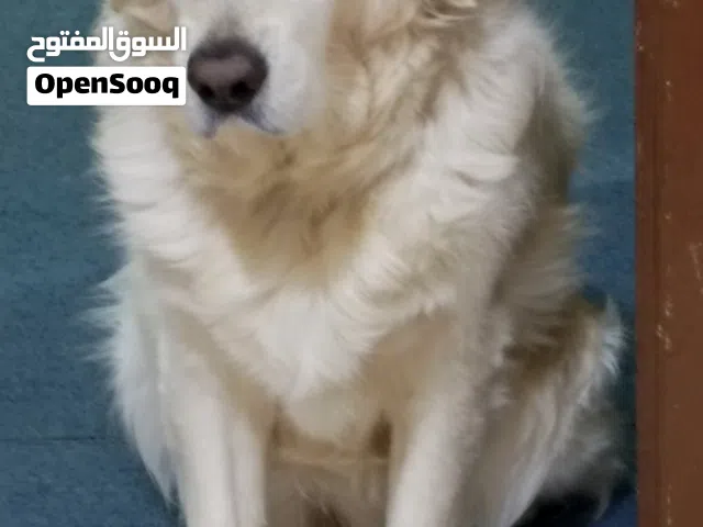 كلب جولدن مدرب ممتاز للبيع