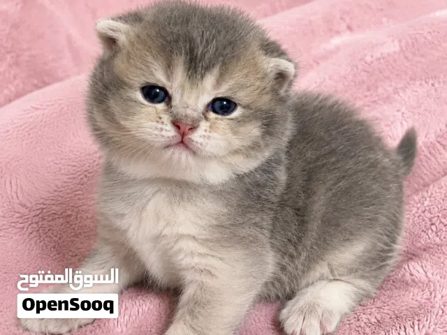 British/scottish Lilac kittens .
