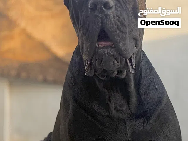 ذكر كاني كورسو اقوة ذكر بالعراق