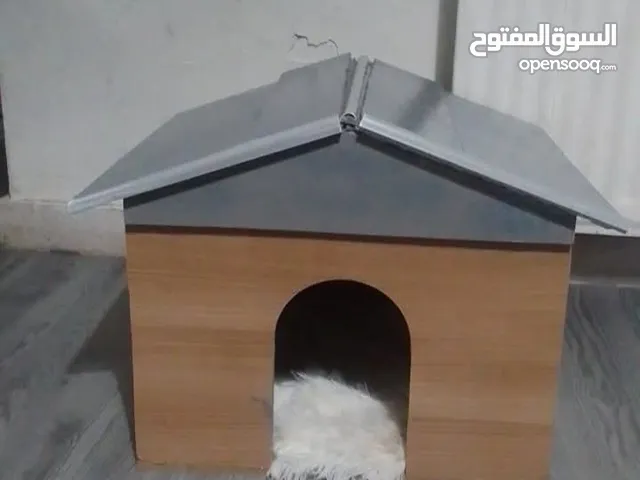 اخر بيت قطط...ادفع قد ما بدك و خذه