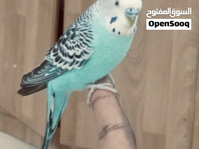 ذكر حب نص اليف وشغال