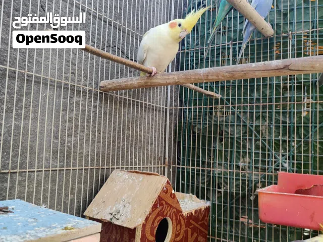 قفص للبيع مع زوج كوكتيل وزوج طيور حب مع بيوت خشب 2 الكوكتيل النثيه شكريه اليفه بس نحبست بالقفص فتره