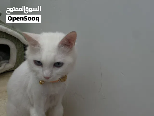 قطة للتبني لطيفة وهادئة