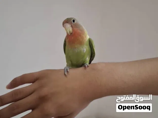 طائر البركديلو (الروز)