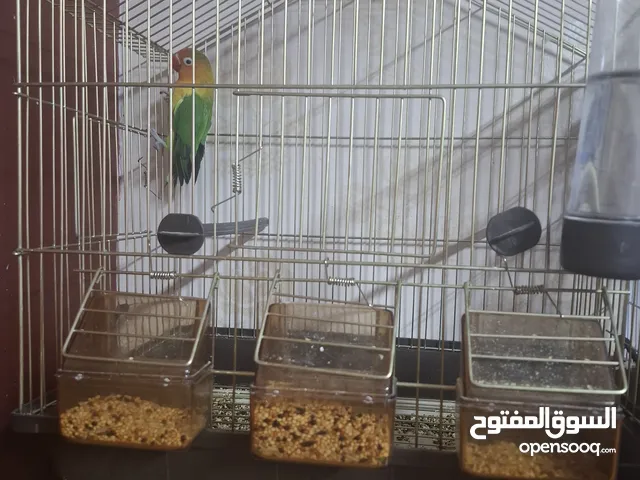 طير روز ذكر للبيع مع القفص 14دينار