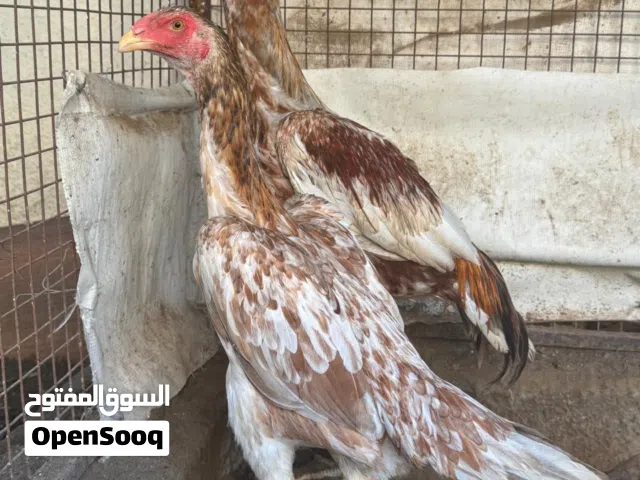دجاج ودياكه شامو ألماني بيووور