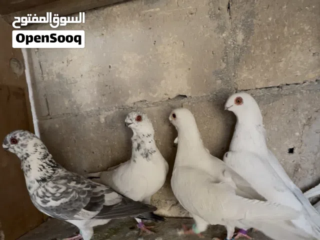 61 حبة التواصل فقط واتس اب