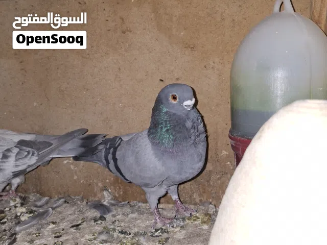 22فحل وجواز زق للبيع كوم او قطع