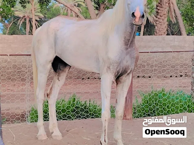 للبيع حصان مخصي هادي أطفال
