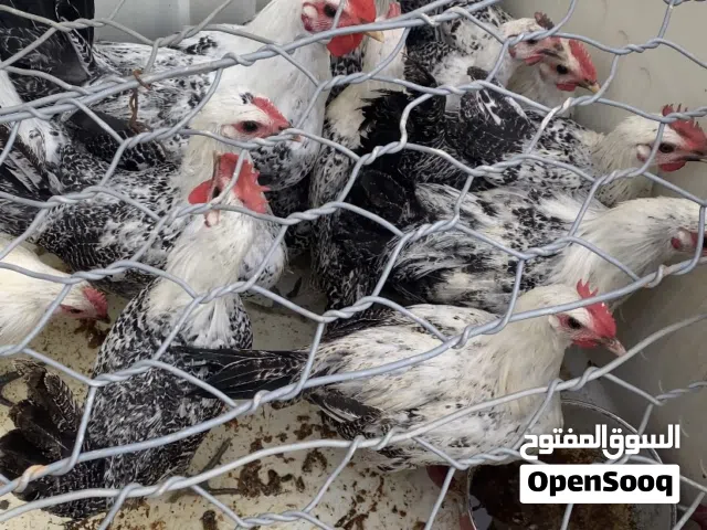 دجاج عربي للبيع