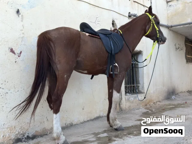 حصان عربي عمر اربع سنين سعر3500 شيقل