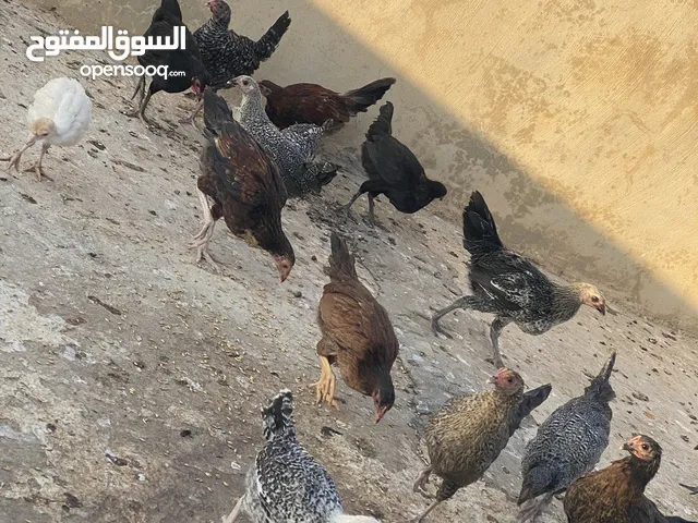 فراخ وديوك للبيع ع دينارين الكوم