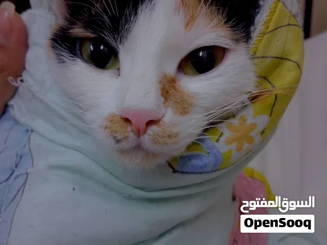 Cat For Free