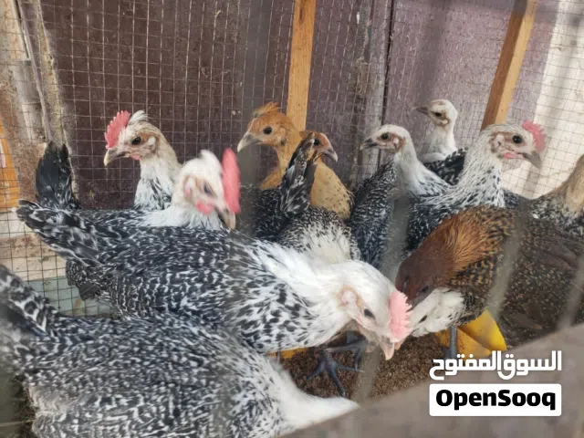 دجاج فيومي ذهبي وفضي