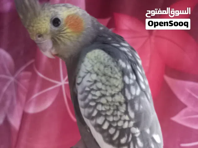 فحل كوكتيل إزابيل للبيع ألافة فول يلعب ونشيط ما شاءالله.توه جاي يغرد.