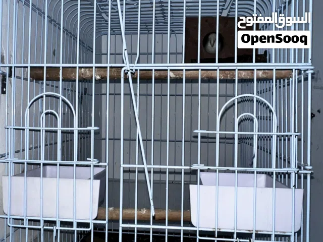 طيور روز للبيع اليف مع الاكل والقفص