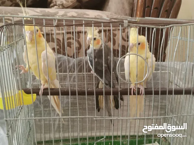 كوكتيل للبيع جوز عصافير كوكتيل منتجات للبيع مع القفص ب50 3حبات كوكتيل للبيع مع قفصهم ب50